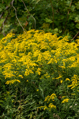 Solidago