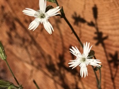 Silene douglasii