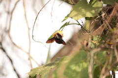 Neoxylocopa