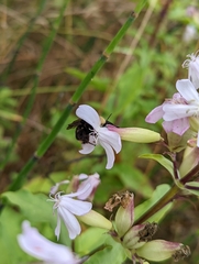 Bombus caliginosus
