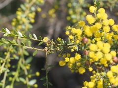 Acacia acinacea