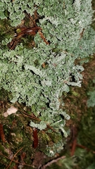Cladonia squamosa