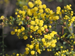 Acacia acinacea