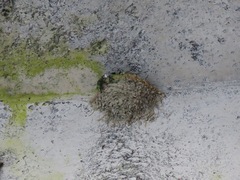 Hirundo rustica