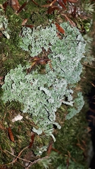 Cladonia squamosa