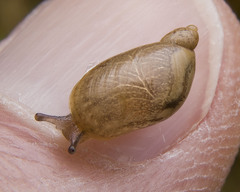 Succinea putris