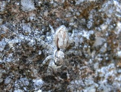 Menemerus bivittatus