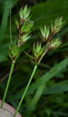 Carex wootonii
