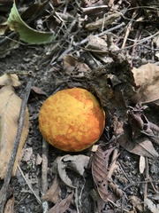 Calvatia rugosa