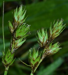 Carex wootonii