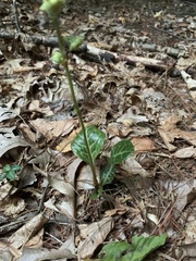 Pyrola americana