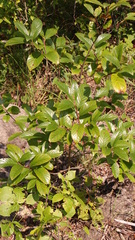 Frangula caroliniana