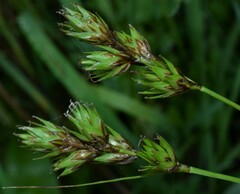 Carex wootonii
