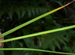 Carex wootonii