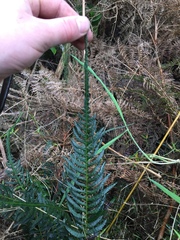 Blechnum parrisiae
