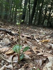 Pyrola americana