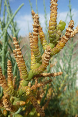 Arthrocaulon macrostachyum