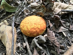 Calvatia rugosa