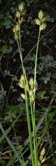 Carex wootonii