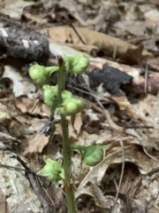Pyrola americana