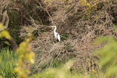 Ardea cocoi