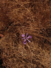 Moraea stricta