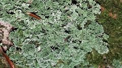Cladonia squamosa