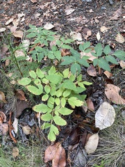 Angelica genuflexa
