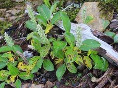 Salix arctica