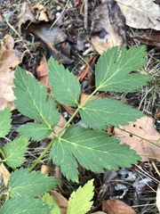Angelica genuflexa