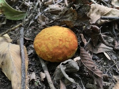 Calvatia rugosa