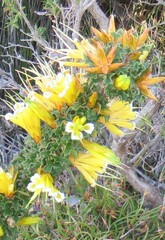 Lambertia echinata citrina