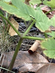 Angelica genuflexa