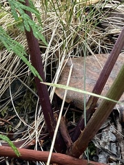 Angelica genuflexa
