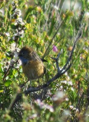 Stipiturus malachurus