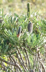 Banksia attenuata