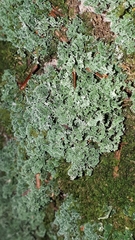 Cladonia squamosa