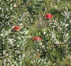 Banksia coccinea