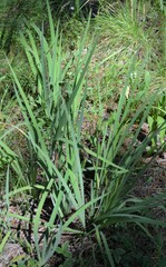 Iris missouriensis