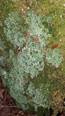 Cladonia squamosa