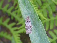 Acleris gloveranus