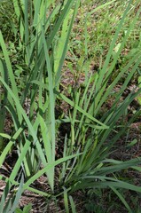 Iris missouriensis