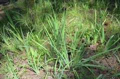 Iris missouriensis