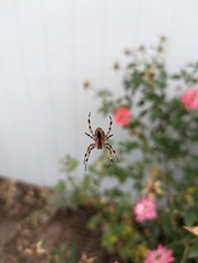 Araneus
