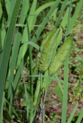 Iris missouriensis