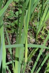 Iris missouriensis