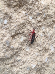 Dysdercus suturellus