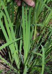 Iris missouriensis