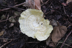 Cotylidia aurantiaca