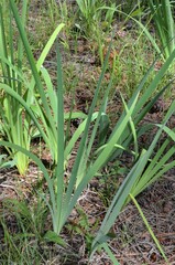 Iris missouriensis